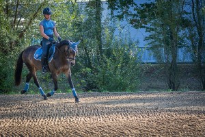 horseback-riding-g764abcfee_1920.jpg